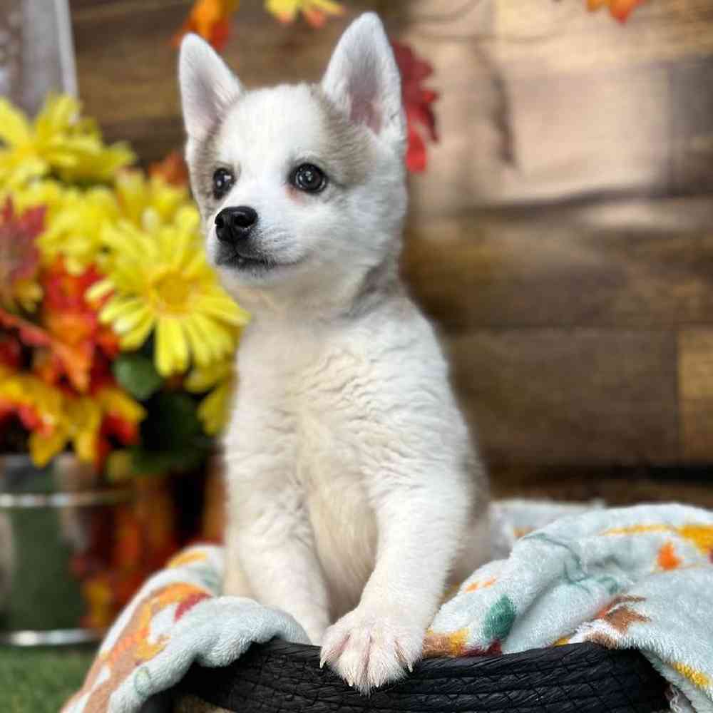 Male Alaskan Klee Kai Puppy for Sale in Saugus, MA