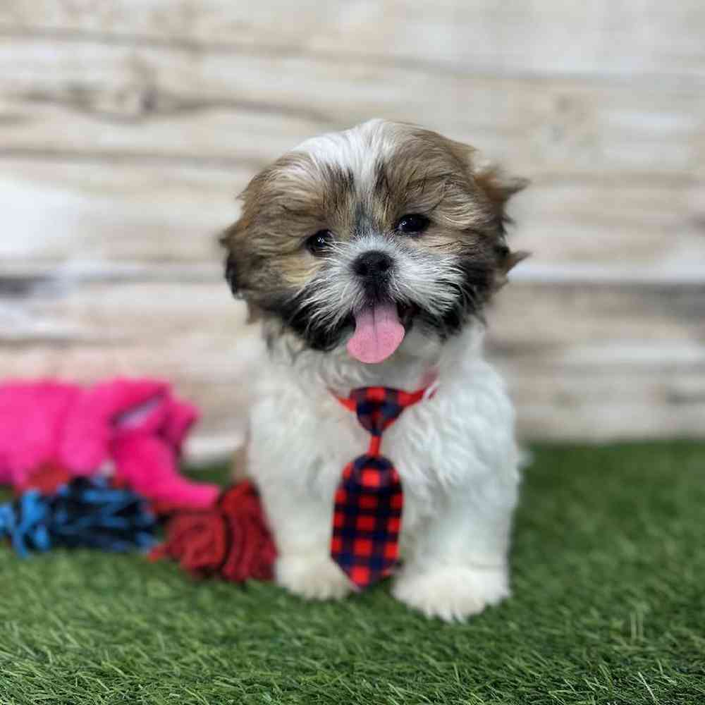 Male Shih Tzu Puppy for Sale in Saugus, MA