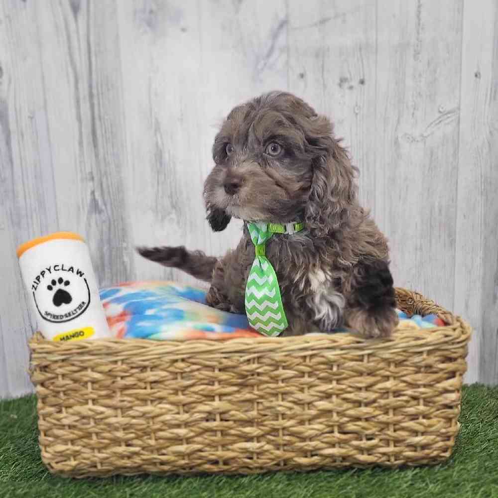 Male Cockapoo Puppy for Sale in Saugus, MA