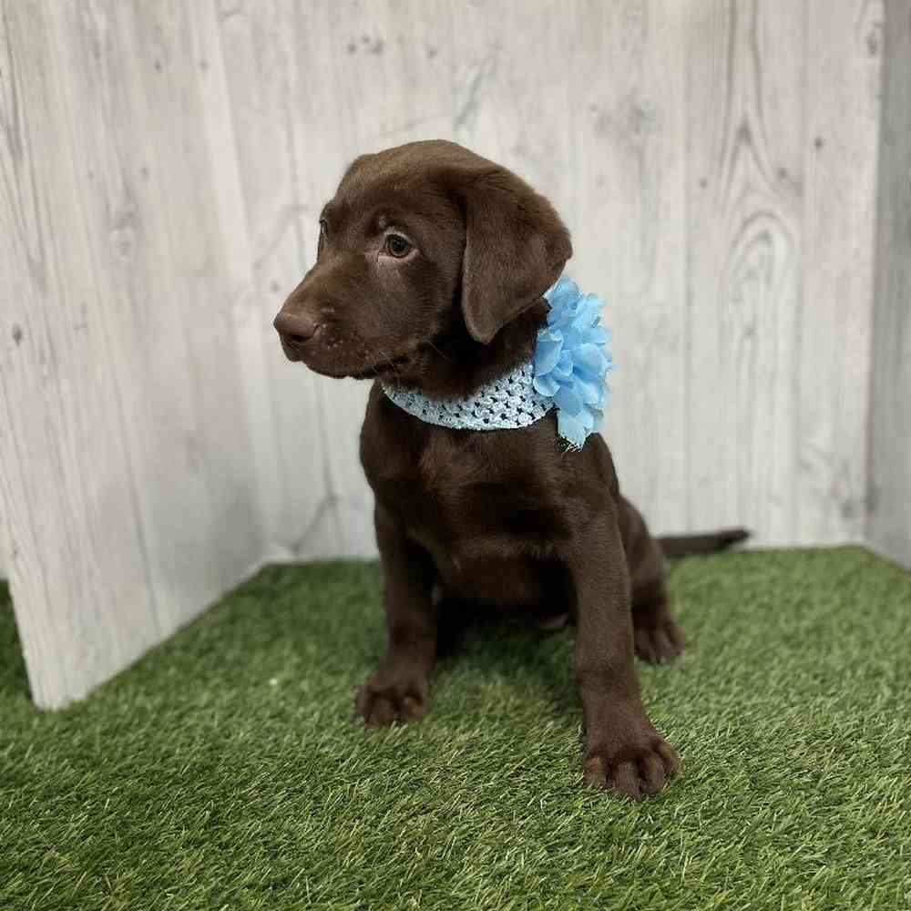 Female Labrador Retriever Puppy for sale