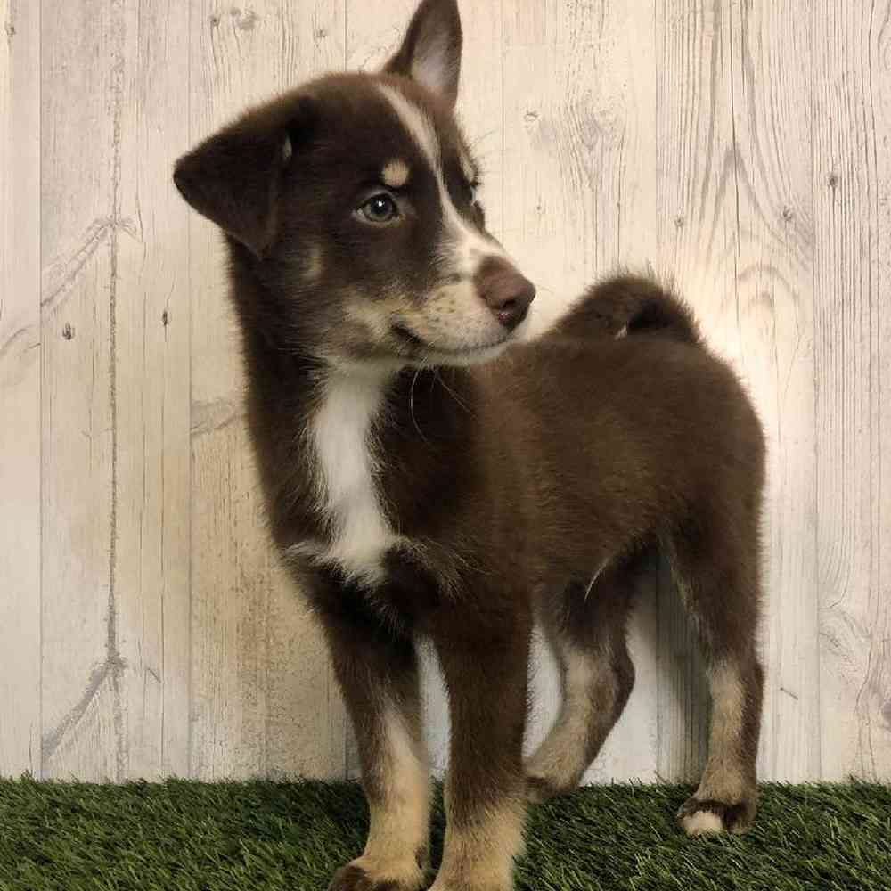 Male Pomsky Puppy for sale