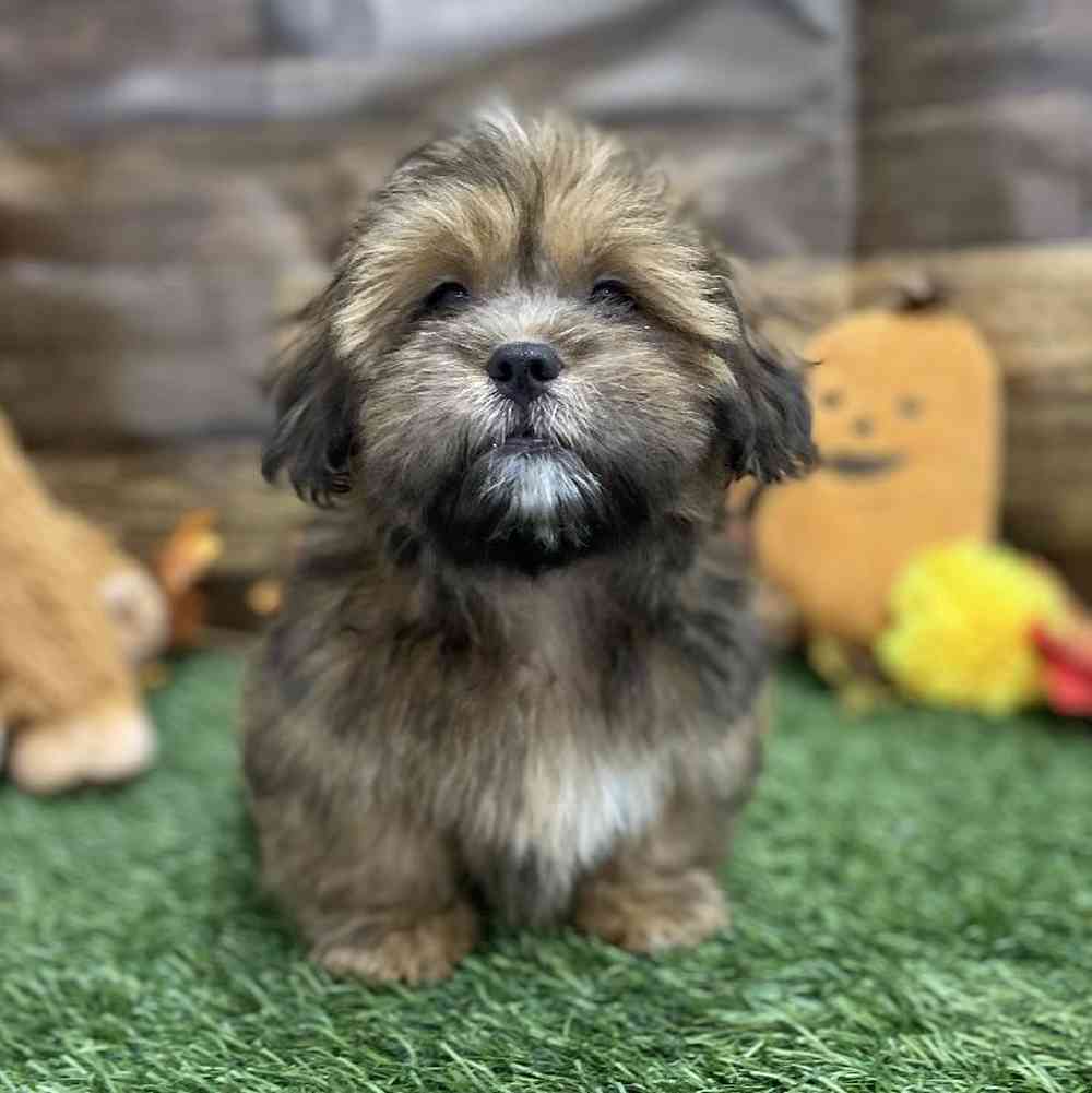 Male Lhasa Apso Puppy for Sale in Braintree, MA