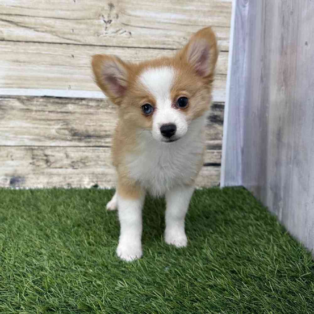 Female Aussie Pom Puppy for Sale in Saugus, MA