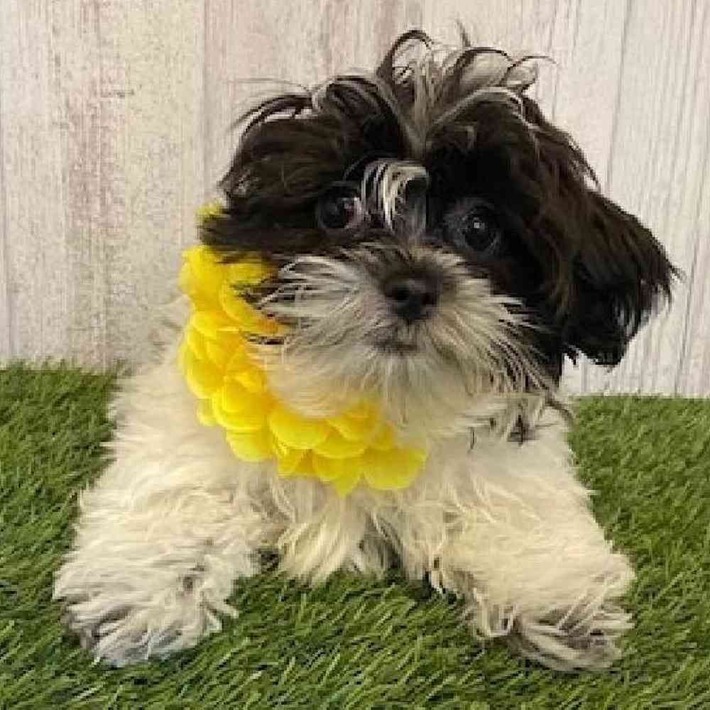 Female Shih-Poo Puppy for Sale in Saugus, MA