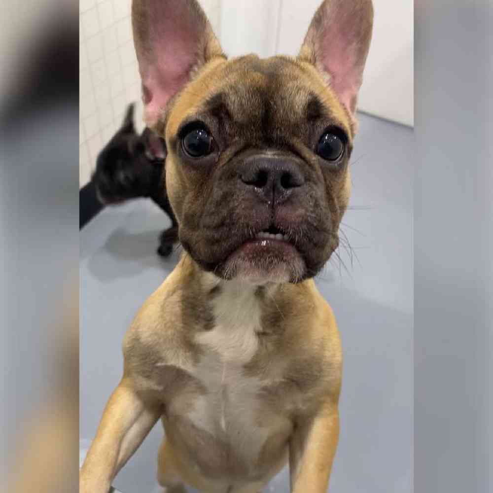 Female French Bulldog Puppy for Sale in Saugus, MA