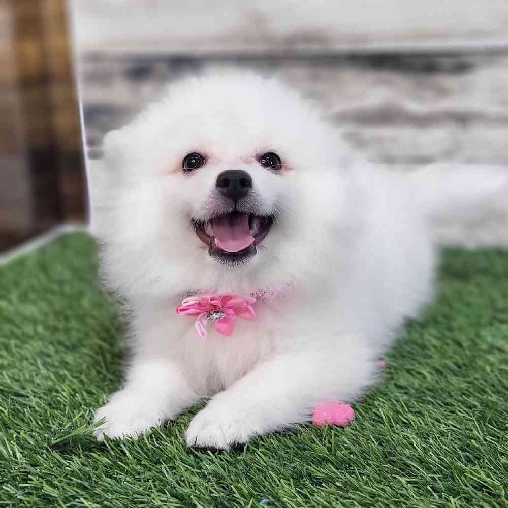 Female American Eskimo Puppy for Sale in Saugus, MA