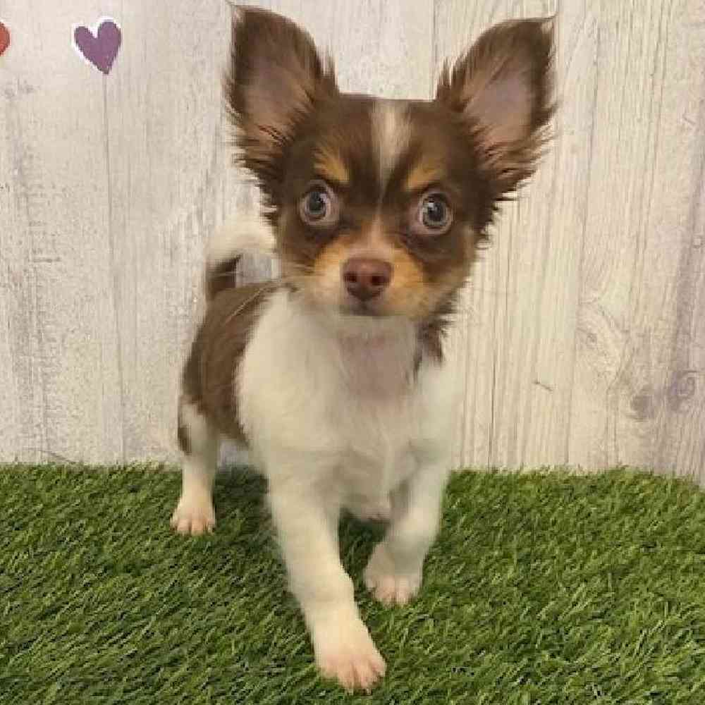 Male Chihuahua Puppy for sale