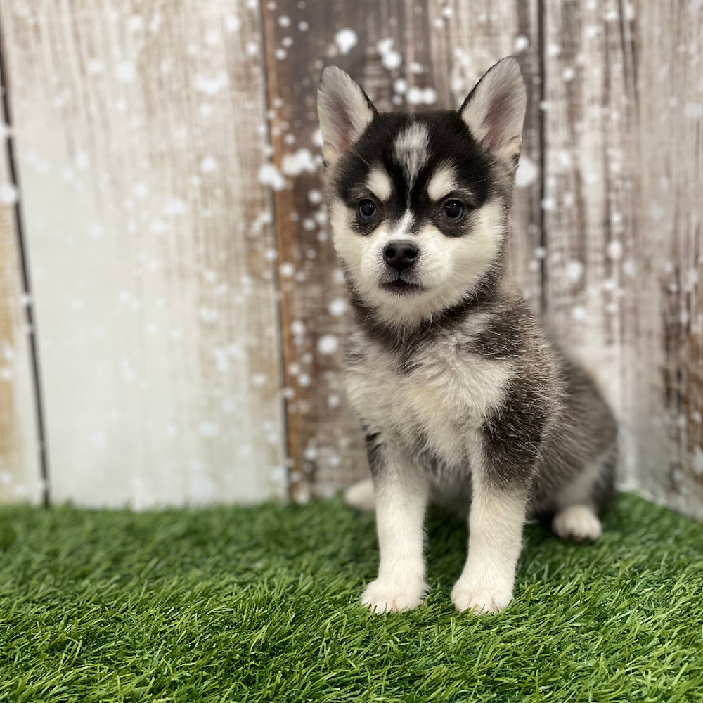 Female Alaskan Klee Kai Puppy for Sale in Braintree, MA