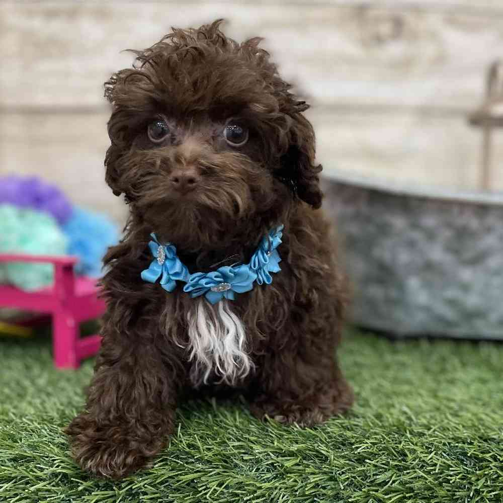 Female Cockapoo 2nd Gen Puppy for Sale in Braintree, MA