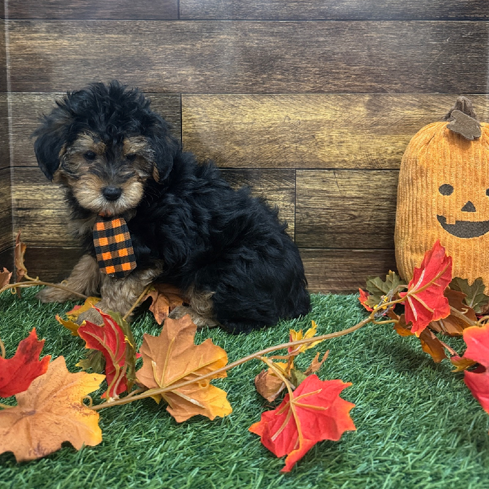 Male Yorkie-Poo Puppy for Sale in Braintree, MA