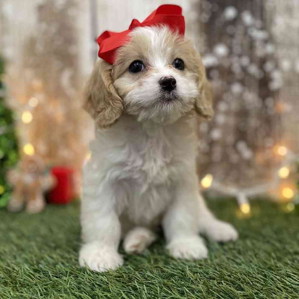 Female Cavapoo Puppy for Sale in Braintree, MA