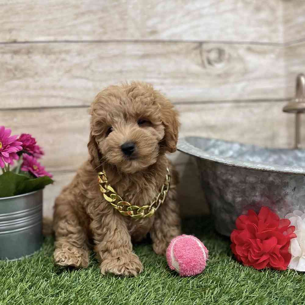 Male Mini Labradoodle 2nd Gen Puppy for Sale in Braintree, MA