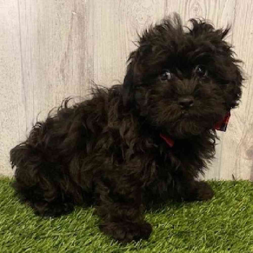 Male Shih-Poo Puppy for Sale in Saugus, MA