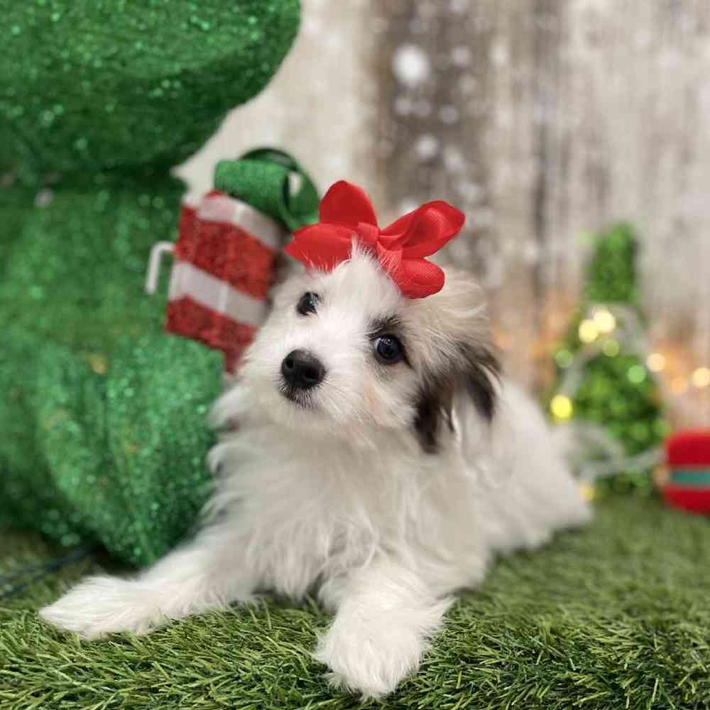 Female Coton De Tulear Puppy for Sale in Braintree, MA