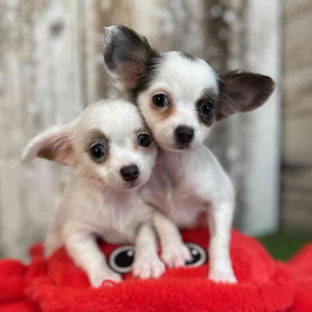 Female Chihuahua Puppy for Sale in Saugus, MA