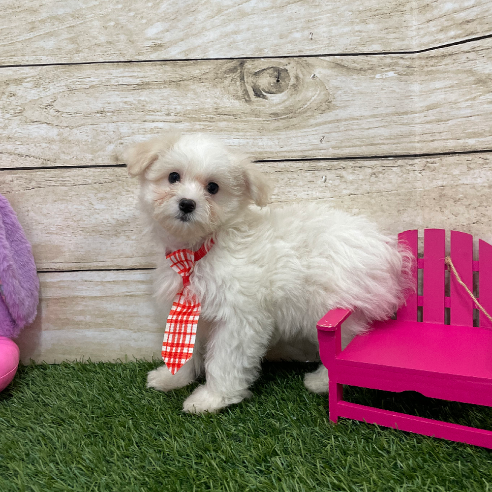 Male Coton De Tulear Puppy for Sale in Braintree, MA