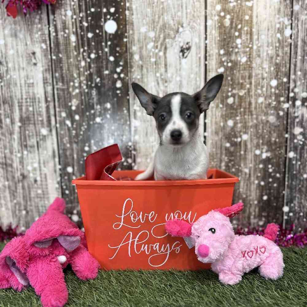 Female Chihuahua Puppy for Sale in Saugus, MA