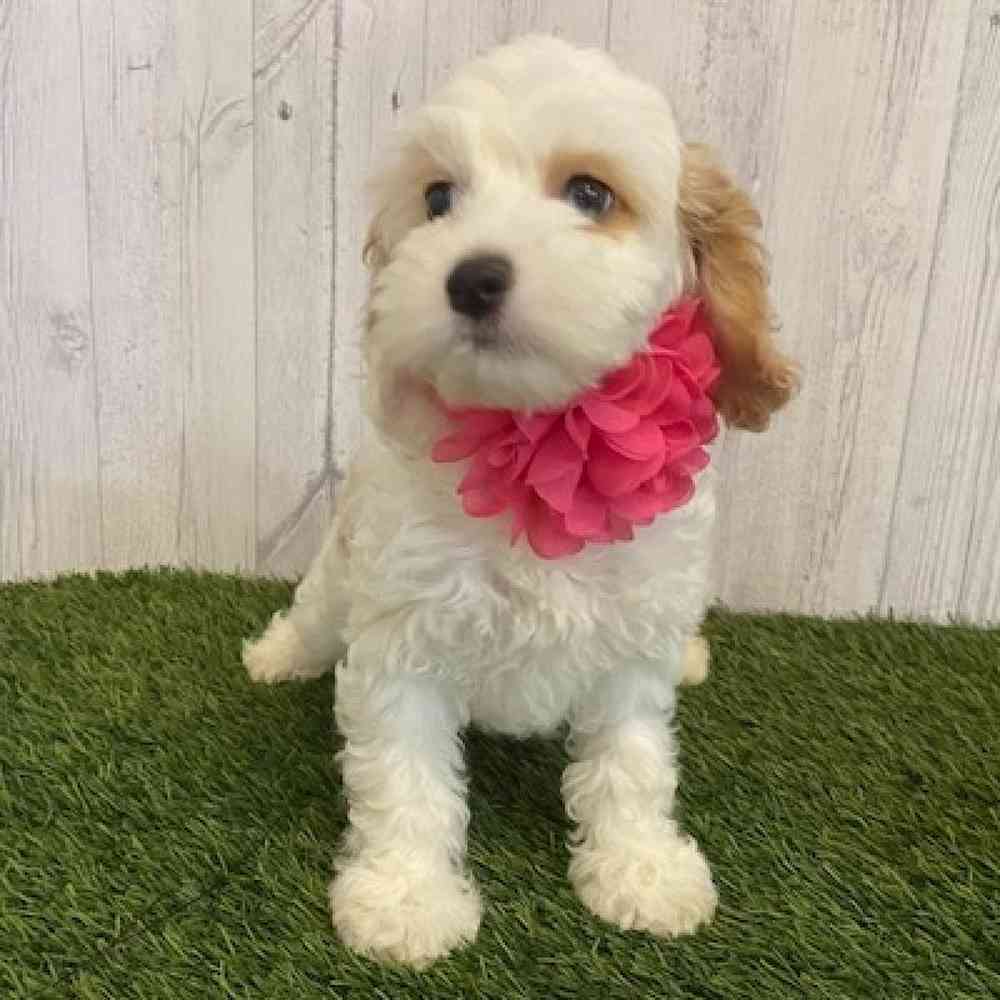 Female Cockapoo Puppy for sale