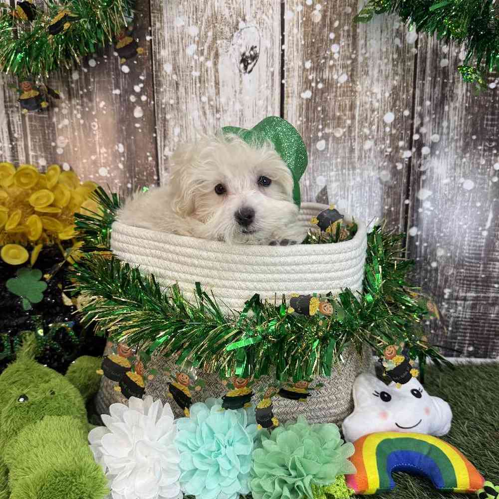 Male Malti-Poo Puppy for Sale in Saugus, MA