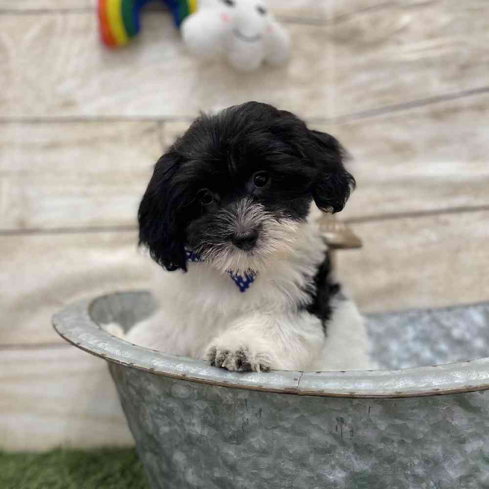 Male Havanese Puppy for Sale in Braintree, MA