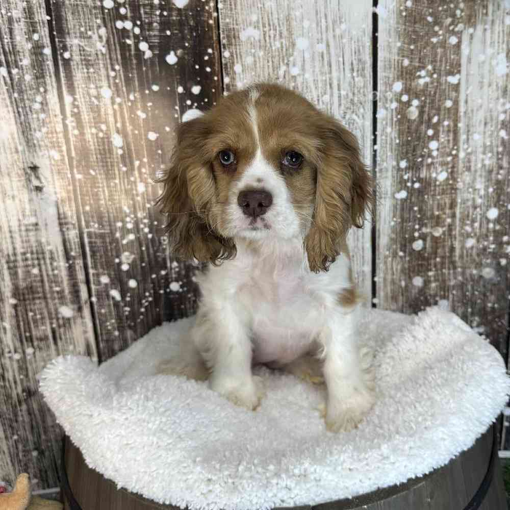 Female Cocker Spaniel Puppy for Sale in Braintree, MA