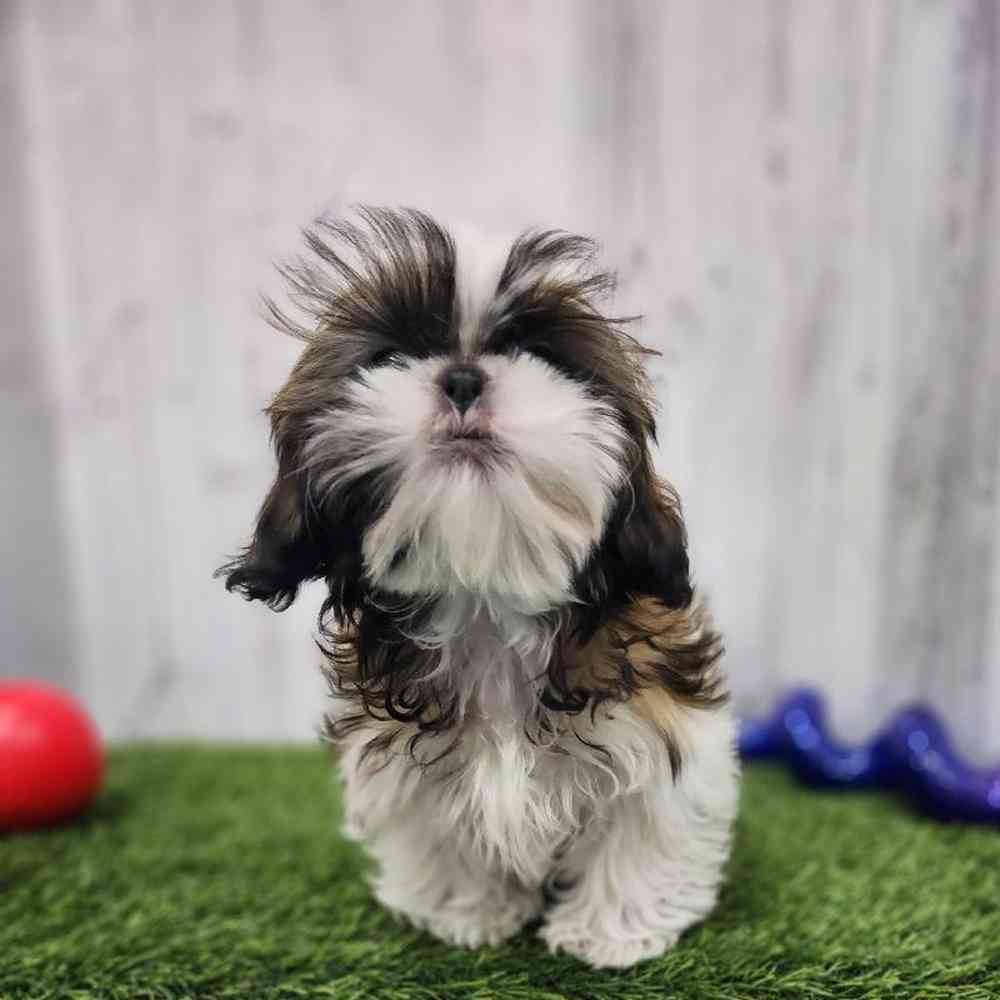 Male Shih Tzu Puppy for Sale in Braintree, MA