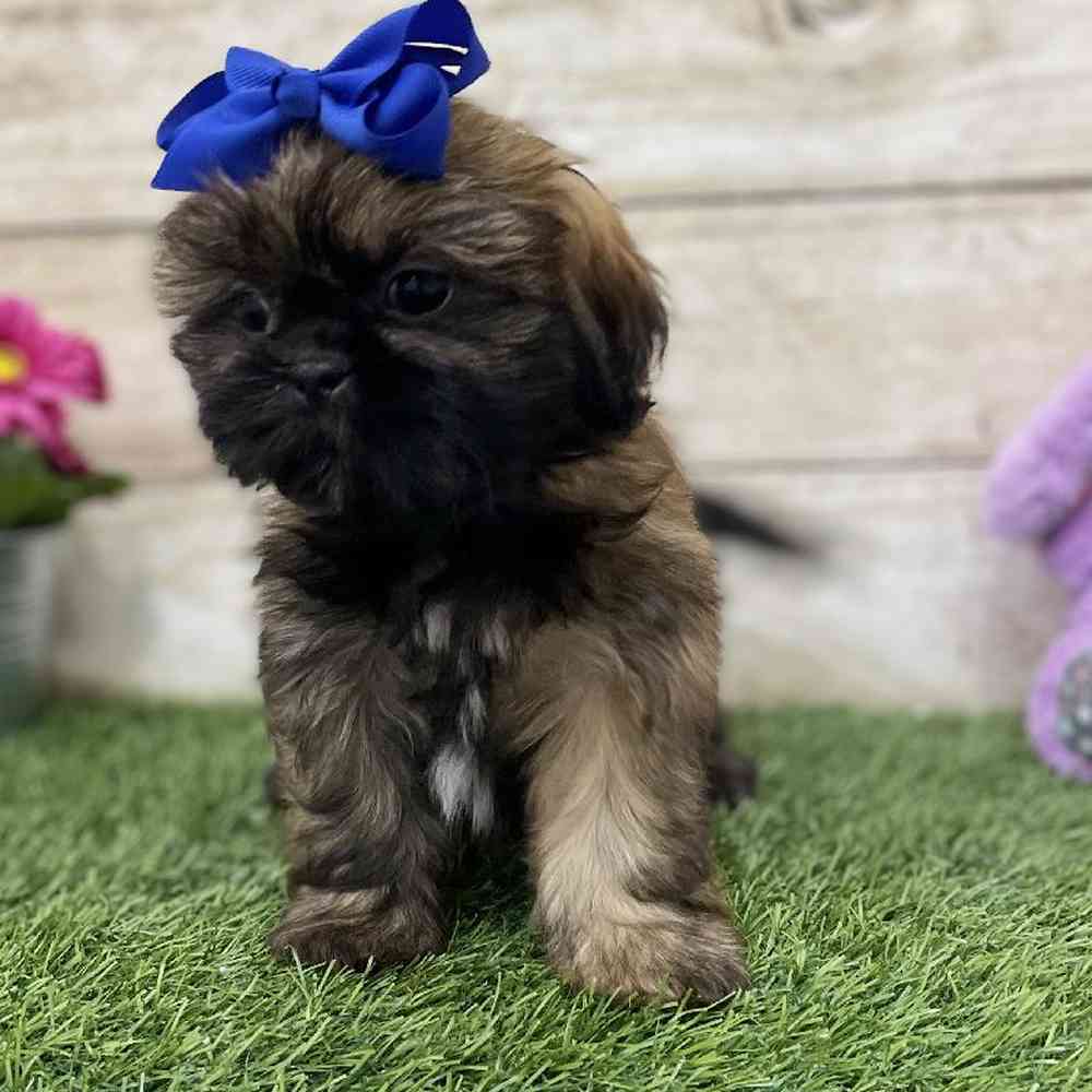 Female Shih Tzu Puppy for Sale in Braintree, MA