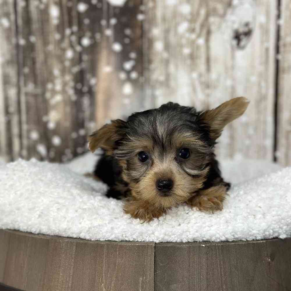 Male Yorkshire Terrier Puppy for Sale in Saugus, MA