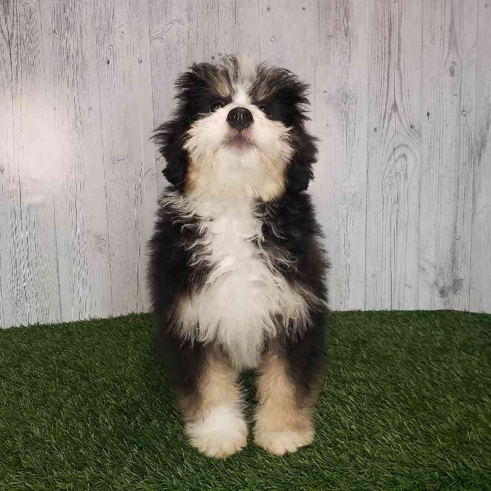 Female Mini Bernedoodle Puppy for sale