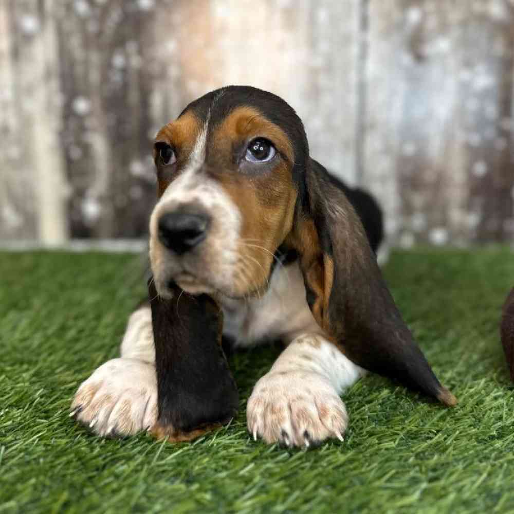 Male Basset Hound Puppy for Sale in Saugus, MA
