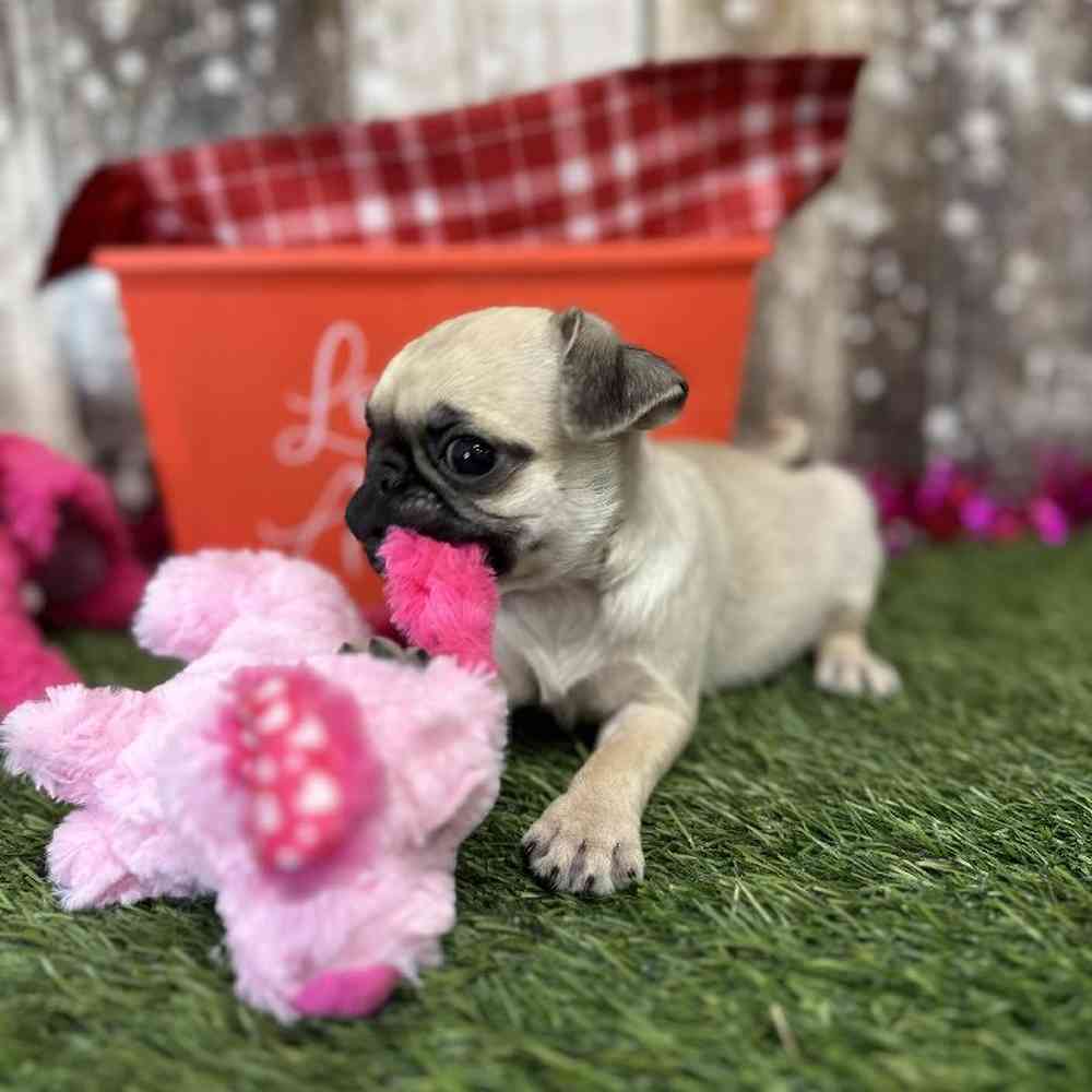 Female Pug Puppy for Sale in Saugus, MA