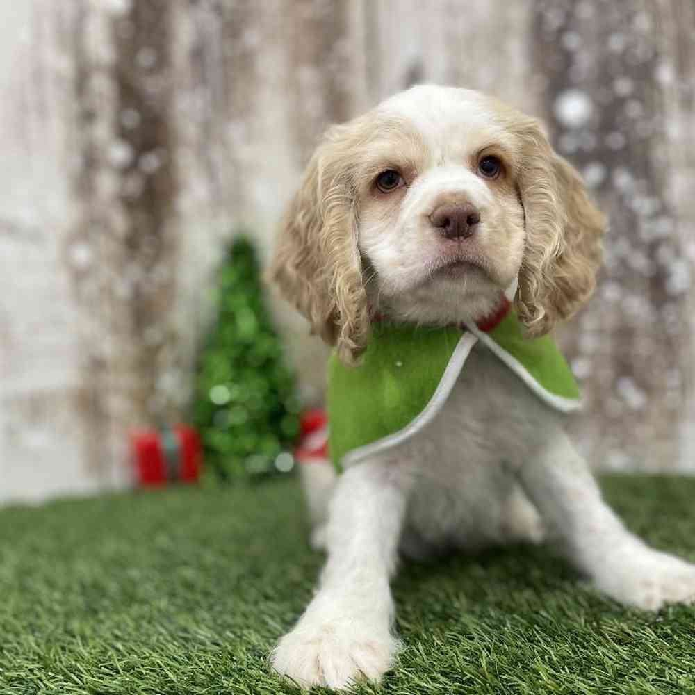 Male Cocker Spaniel Puppy for Sale in Braintree, MA