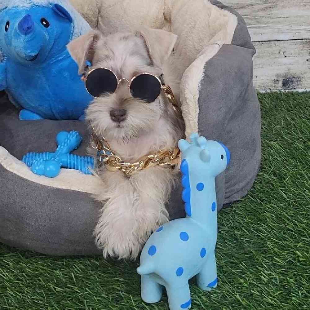 Male Miniature Schnauzer Puppy for Sale in Saugus, MA