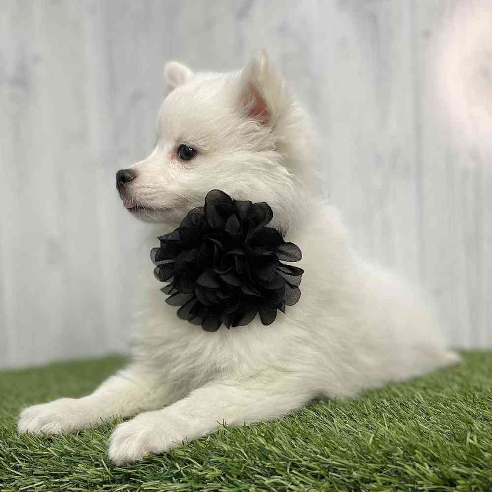 Female American Eskimo Puppy for sale