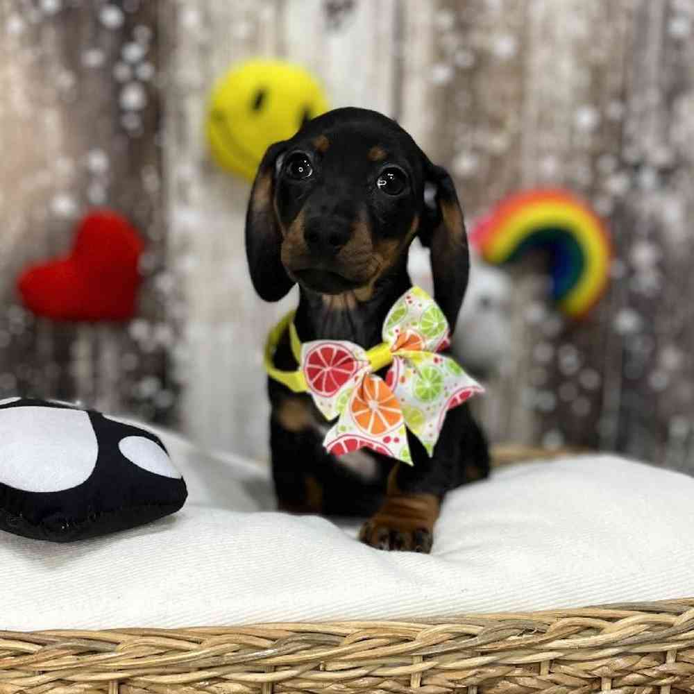 Female Dachshund Puppy for Sale in Saugus, MA