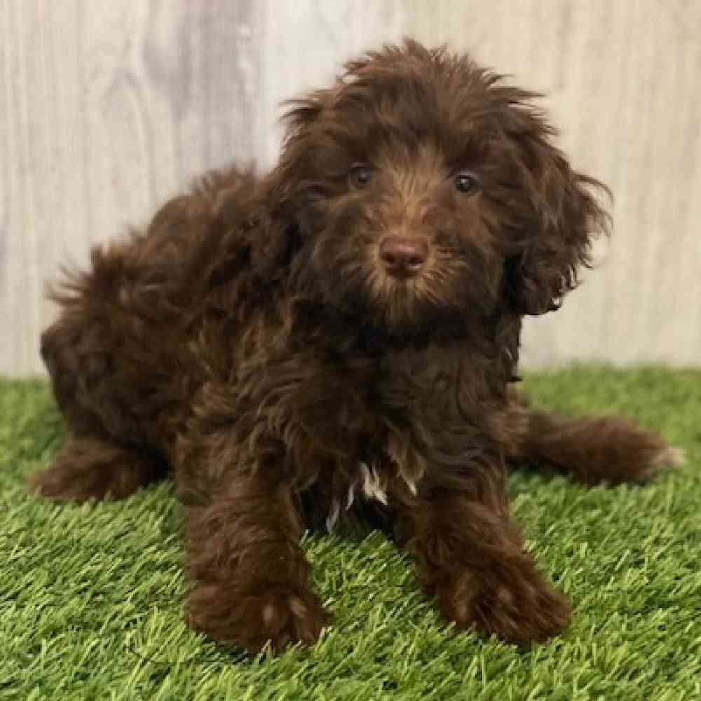 Female Mini Labradoodle Puppy for sale