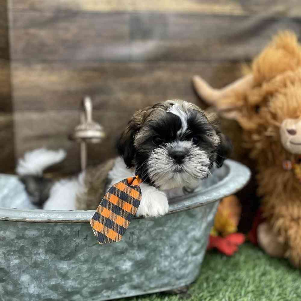 Male Shih Tzu Puppy for Sale in Braintree, MA