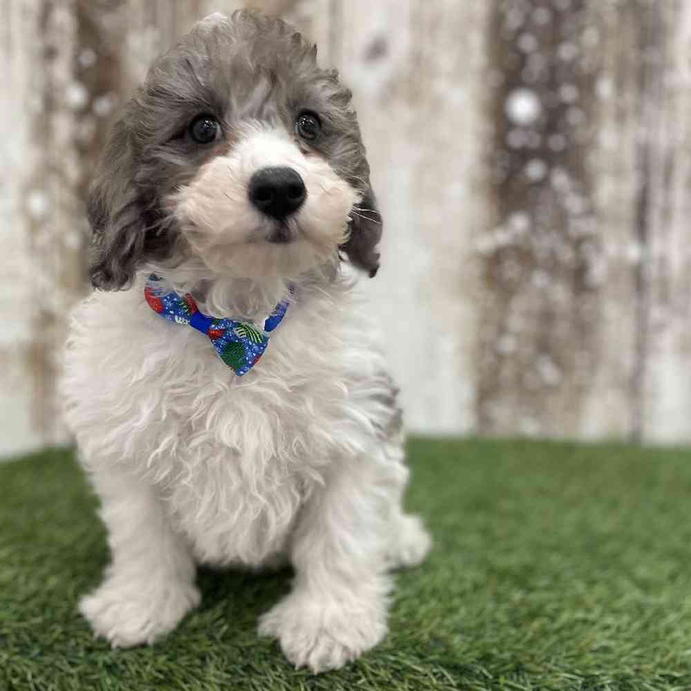 Male Cavachon Puppy for Sale in Braintree, MA
