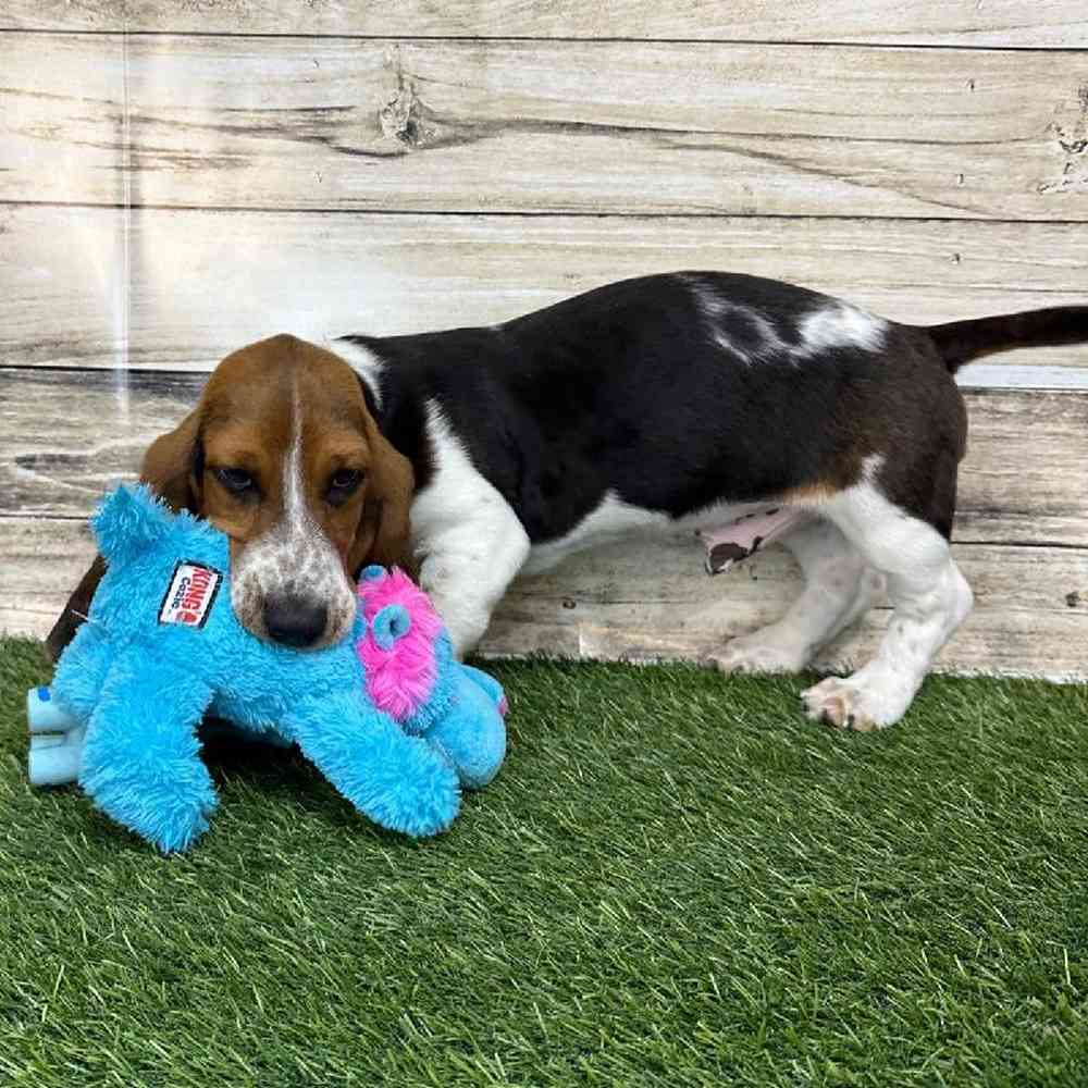 Male Basset Hound Puppy for Sale in Saugus, MA