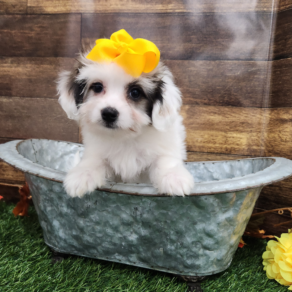 Female Coton De Tulear Puppy for Sale in Braintree, MA