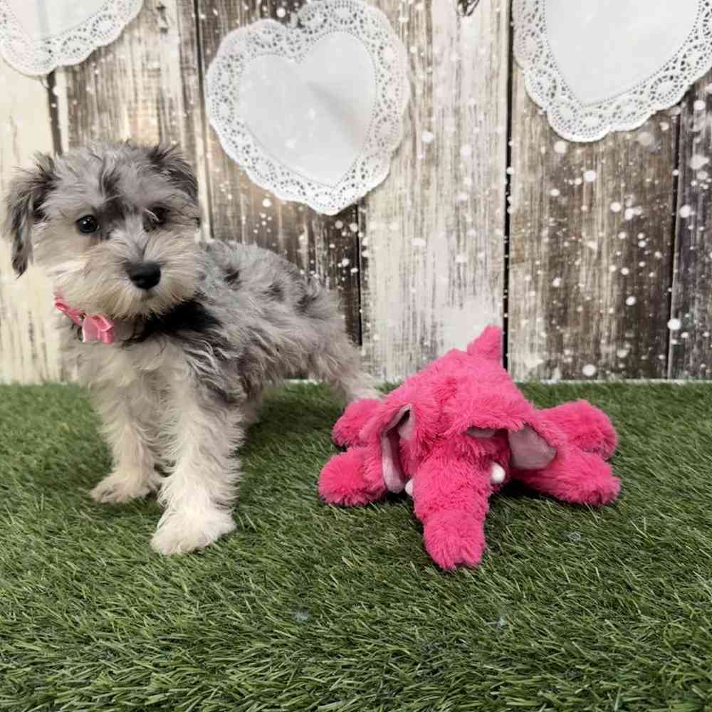 Female Miniature Schnauzer Puppy for Sale in Braintree, MA