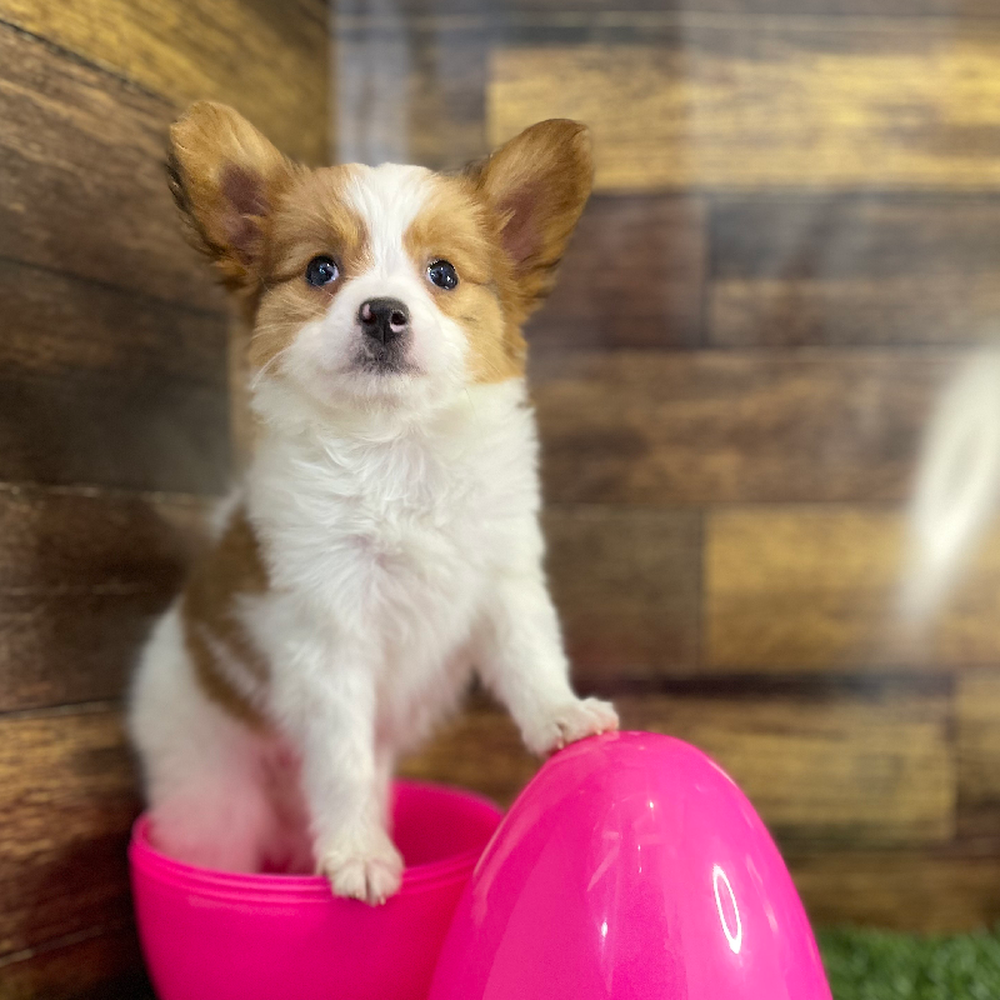 Female Papillon Puppy for Sale in Braintree, MA