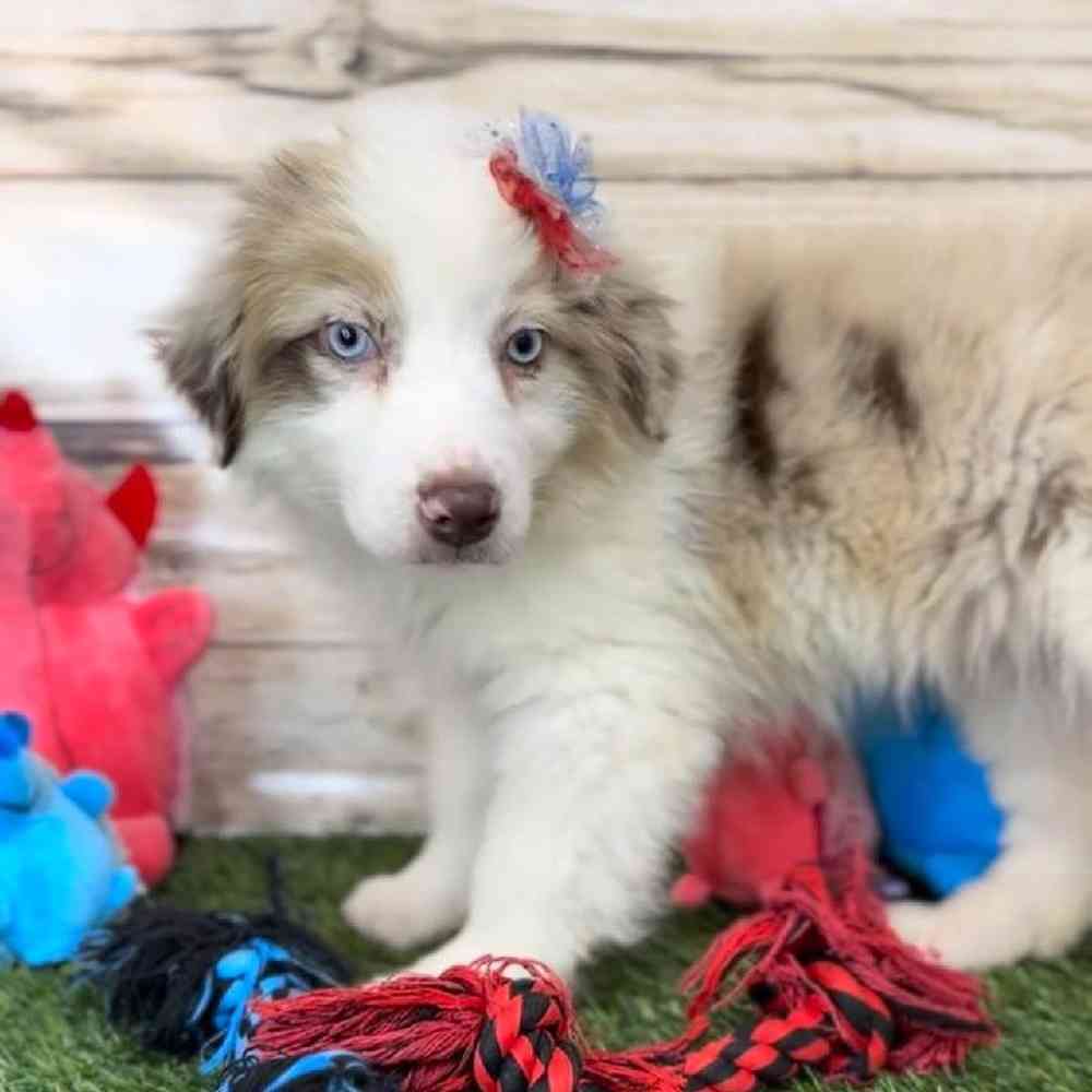 Female Miniature Australian Shepherd Puppy for Sale in Saugus, MA