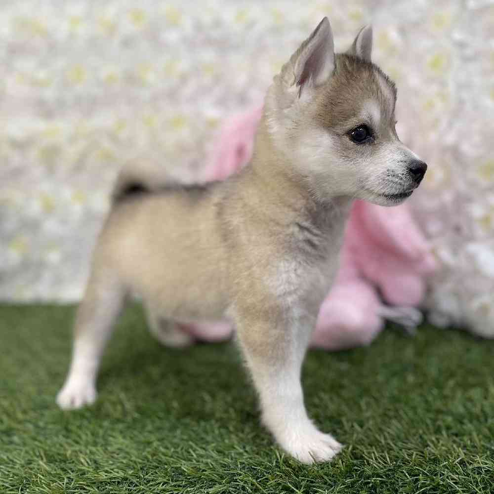 Female Alaskan Klee Kai Puppy for Sale in Braintree, MA