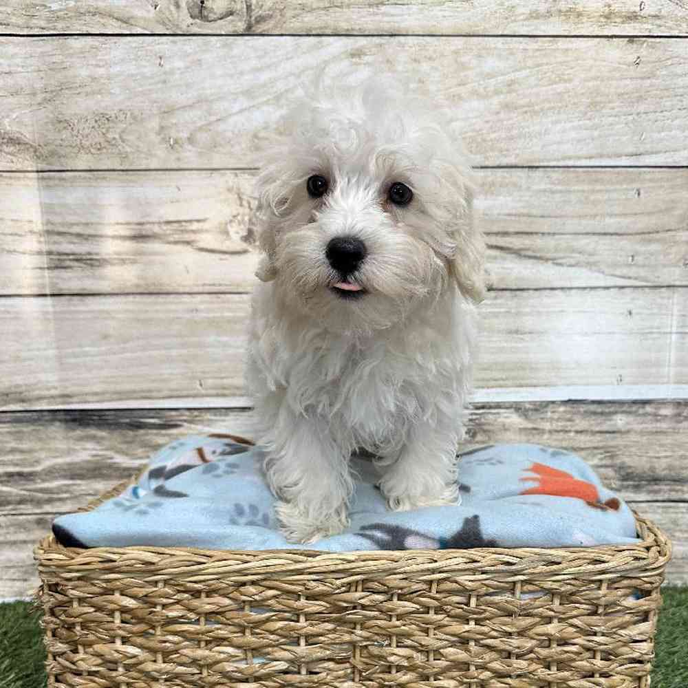 Male Schnoodle Puppy for Sale in Saugus, MA