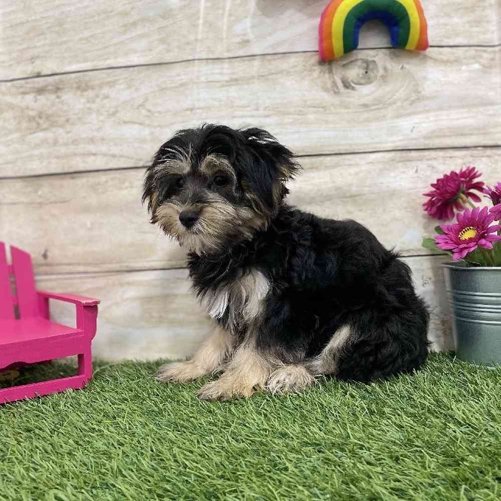 Male Morkie Puppy for Sale in Braintree, MA