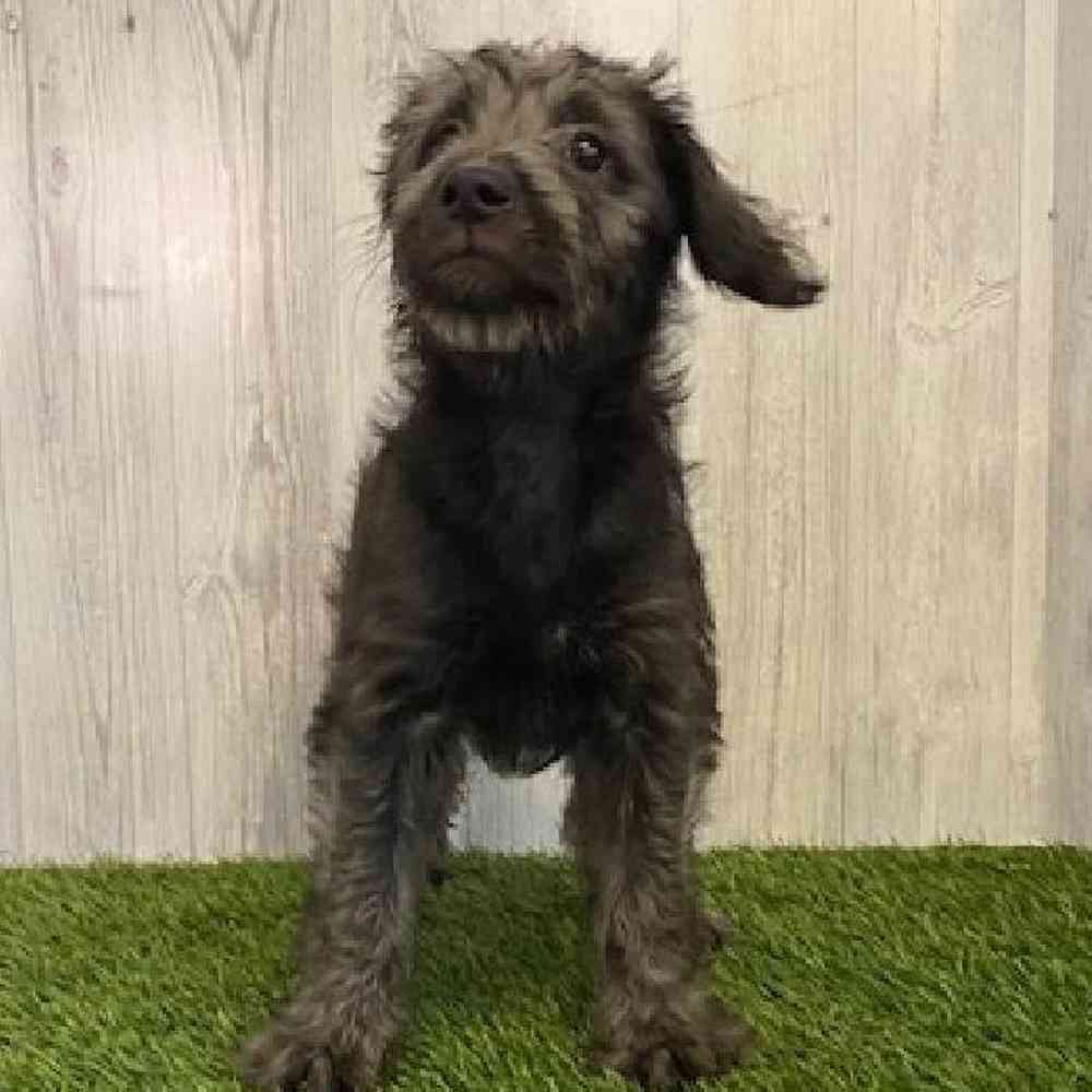 Female Mini Labradoodle Puppy for sale