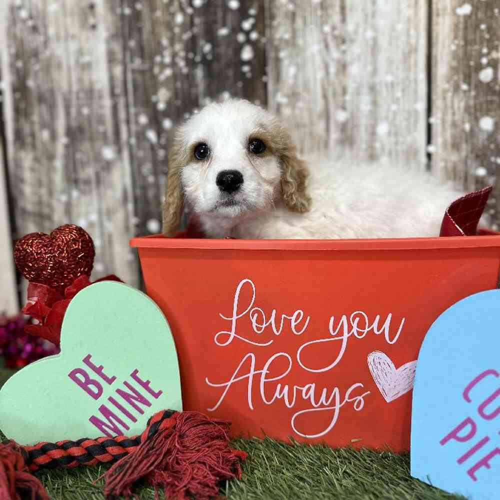 Male Cavachon Puppy for Sale in Saugus, MA