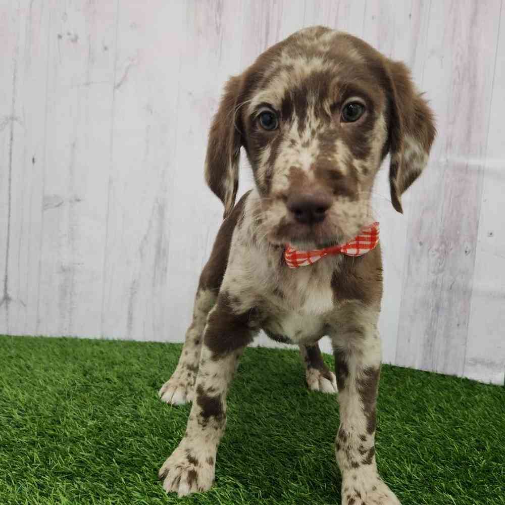 Male Labradoodle Puppy for Sale in Braintree, MA
