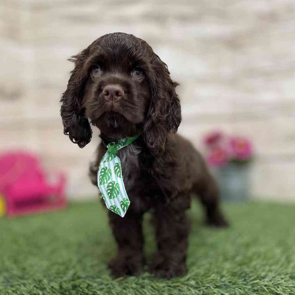 Male Cocker Spaniel Puppy for Sale in Braintree, MA